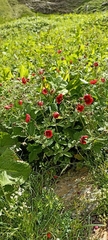 Potentilla atrosanguinea