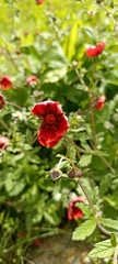 Potentilla atrosanguinea