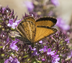 Isturgia limbaria
