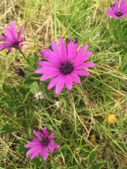 Dimorphotheca jucunda