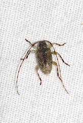 Astylidius parvus