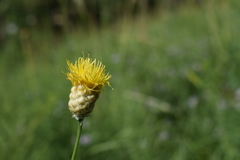 Centaurea orientalis