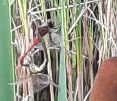 Sympetrum sanguineum