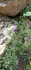 Campanula pallida