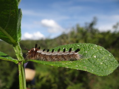 Apatelodes pudefacta