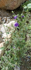Campanula pallida