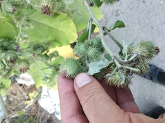 Arctium × nothum