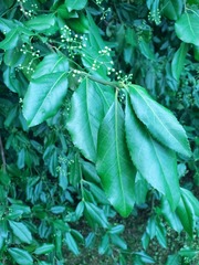 Euonymus hederaceus