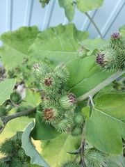 Arctium × nothum