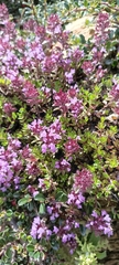 Thymus linearis