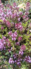 Thymus linearis