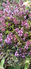 Thymus linearis