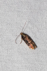 Aristotelia rubidella