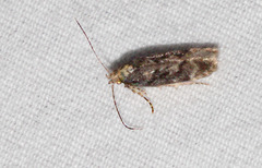 Aristotelia rubidella