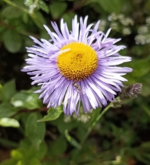 Erigeron multiradiatus
