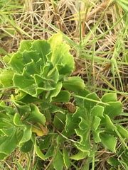 Dimorphotheca jucunda