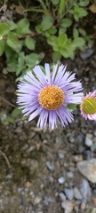 Erigeron multiradiatus