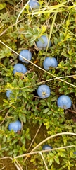 Gaultheria trichophylla