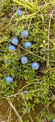 Gaultheria trichophylla