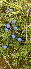 Gaultheria trichophylla