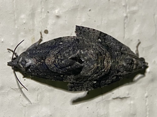 Dotted Gymnandrosoma Moth photo 3