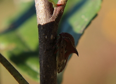 Umbonia reclinata