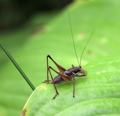 Pachytrachis gracilis