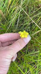 Lysimachia quadriflora