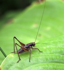 Pachytrachis gracilis