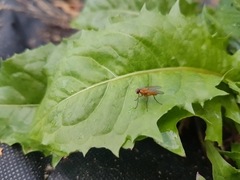 Achanthiptera rohrelliformis