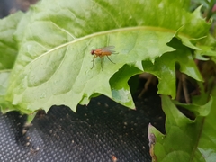 Achanthiptera rohrelliformis