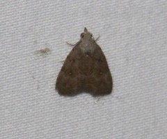 Tolpiodes oligolasia