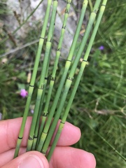 Equisetum ramosissimum