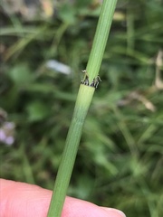 Equisetum ramosissimum