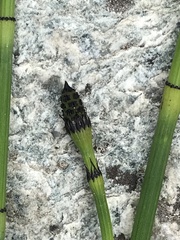 Equisetum ramosissimum