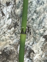 Equisetum ramosissimum