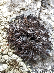 Cornicularia normoerica