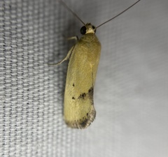 Ponometia tortricina