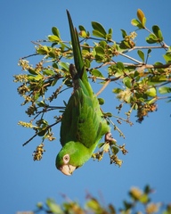Psittacara euops