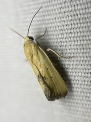 Ponometia tortricina