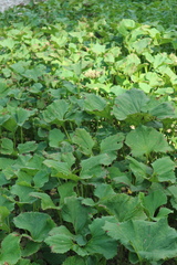 Petasites radiatus