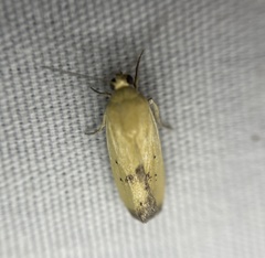 Ponometia tortricina