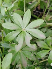 Galium