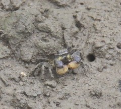 Pseudohelice subquadrata