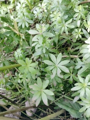 Galium