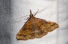 Phalaenostola eumelusalis