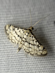 Hileithia rehamalis