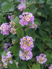 Lantana camara