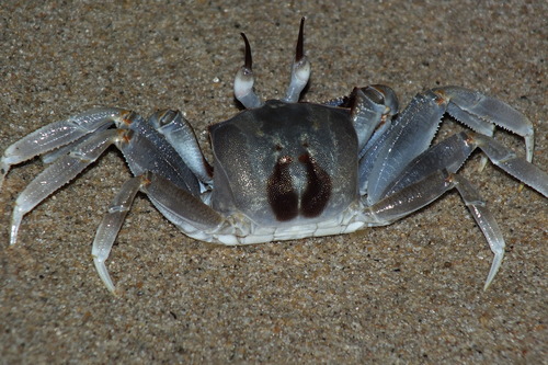Ocypode ceratophthalmus