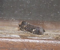 Proteuxoa cinereicollis